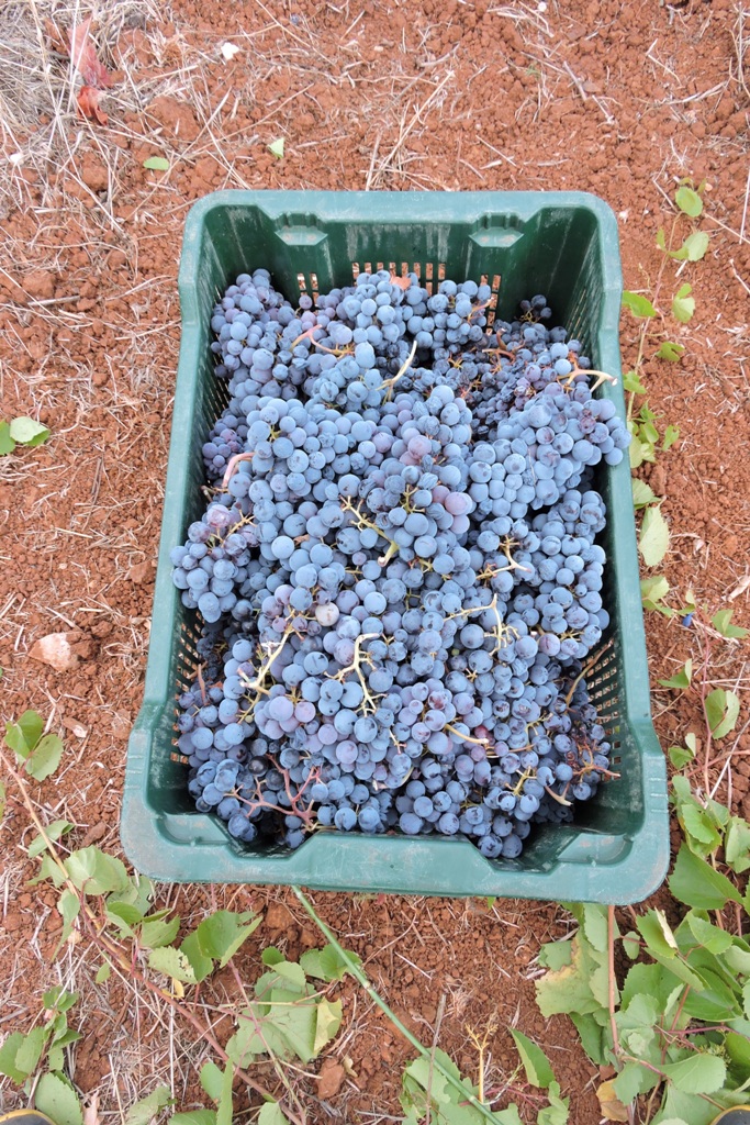 20 kg of grapes